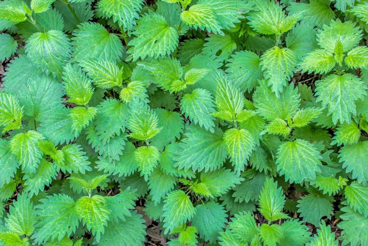 Kräuter würdigen,  Schöpfung loben