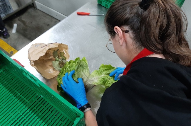 Ein Mädchen bearbeitet einen Eisbergsalat bei der Organisation "Tischlein deck dich". (Bild: zVg)