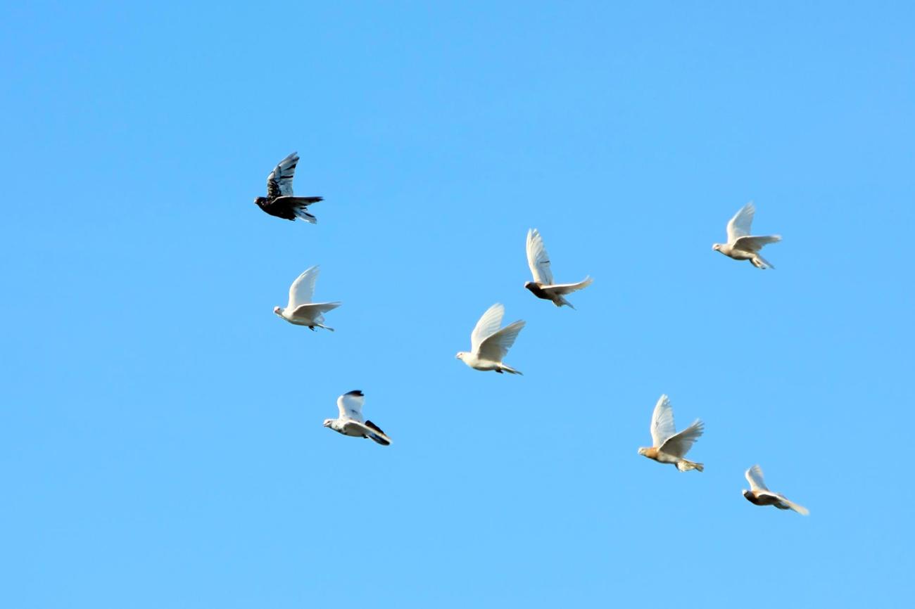 Bringen Gottes Geist und Frieden: Tauben kommen in der Bibel an verschiedenen Stellen vor. Sie gelten als Zeichen des Lebens von Gott. (Bild: AdobeStock)