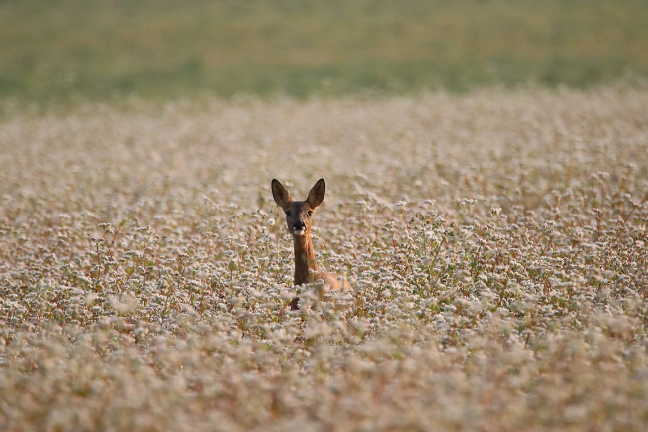 Braucht es mehr Biodiversitätsflächen, damit sich die Natur in der Schweiz entfalten kann? (Bild: pixabay.com)