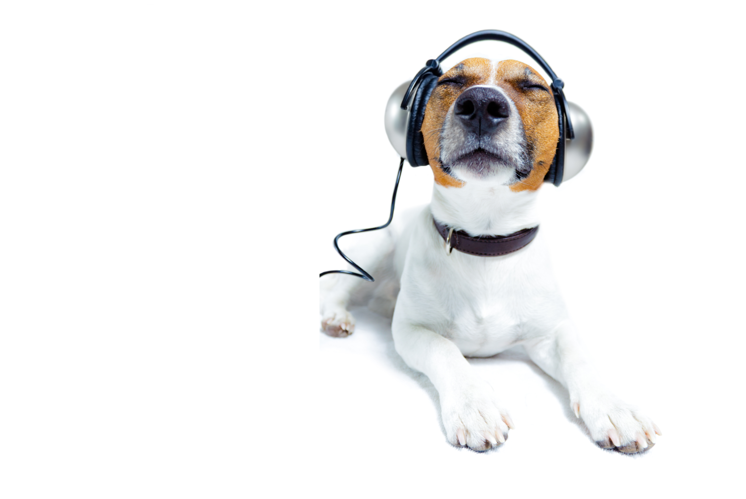 Hund wirbt für Podcasts