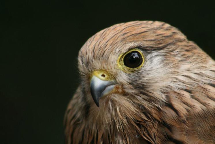 Blick ins Nest der Turmfalken