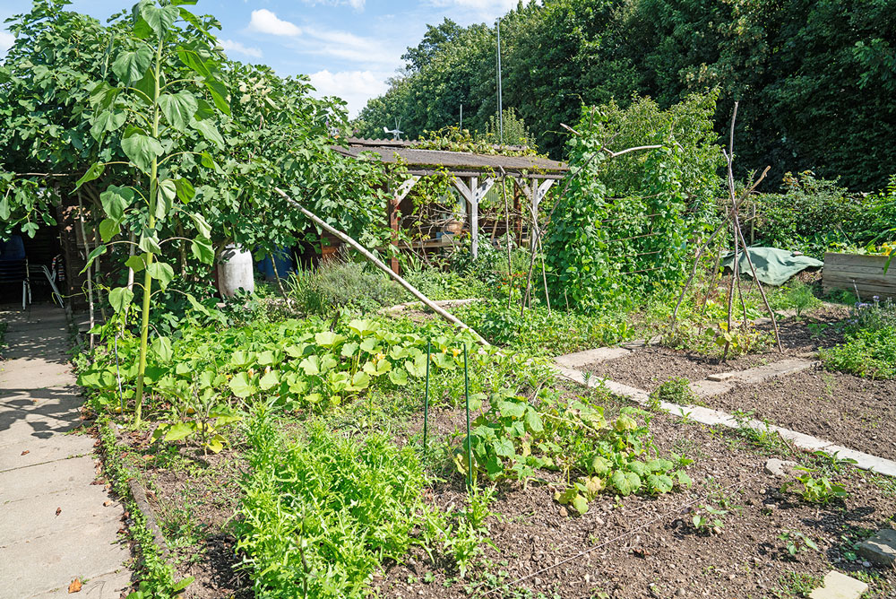 Viele Beete im Garten, auf einigen wachsen Planzen, Kürbisgewächse, Sonnenblumen, Kräuter. Im Hintergrund eine Pergola.